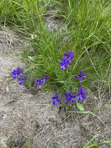Viola declinata, photograph 6