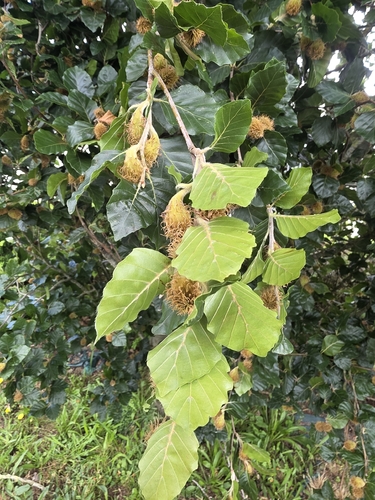 European beech