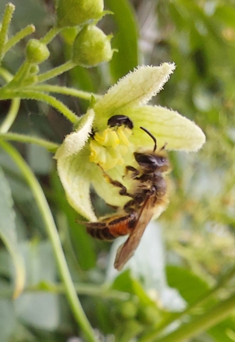 Bryony Mining Bee