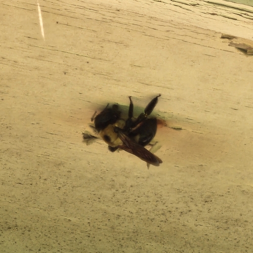 Eastern Carpenter Bee