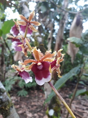 Oncidium fuscatum, photograph (c) Frank Dietze, some rights reserved (CC BY)