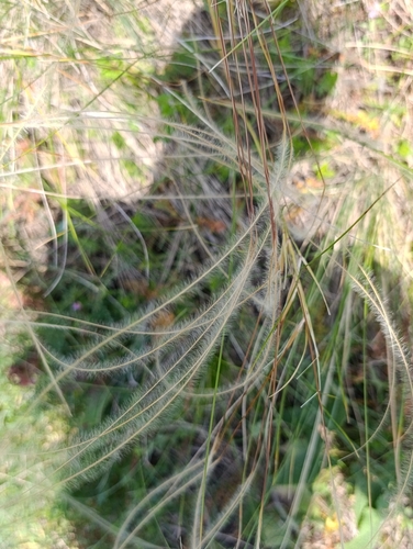Stipa pulcherrima, 2026-06-10