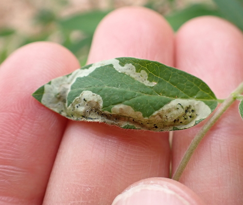 Aulagromyza cornigera photo 4