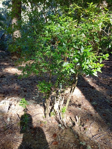 Madeira blueberry