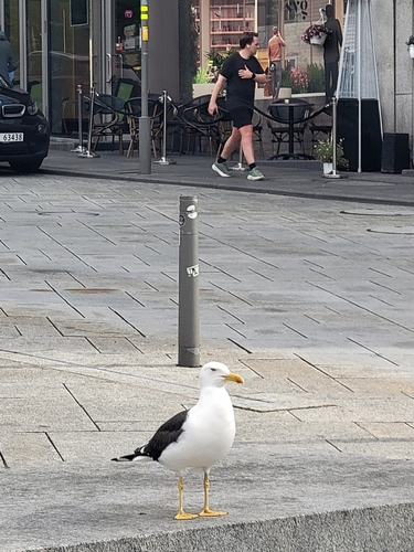 Lesser Black-backed Gull