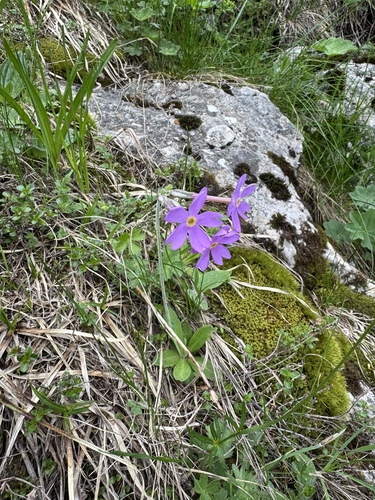 Primula halleri, photograph 5