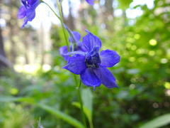 Delphinium polycladon