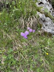 (c) Jeff Clark, some rights reserved (CC BY) Primula halleri, photograph (c) Jeff Clark, some rights reserved (CC BY)