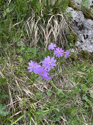 Primula halleri, photograph 2
