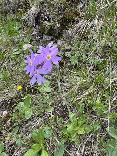 Primula halleri, photograph 4