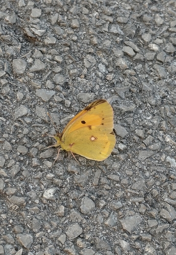 Clouded Yellow