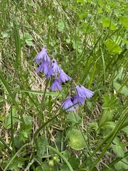 Jeff Clark, CC BY, iNaturalist via GBIF Soldanella hungarica, photograph Jeff Clark, CC BY, iNaturalist via GBIF