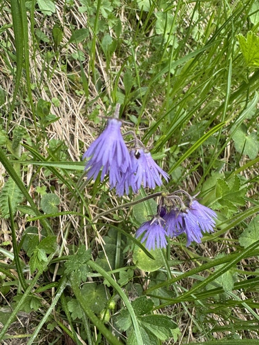 Soldanella hungarica, photograph 3