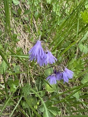Jeff Clark, CC BY, iNaturalist via GBIF Soldanella hungarica, photograph Jeff Clark, CC BY, iNaturalist via GBIF