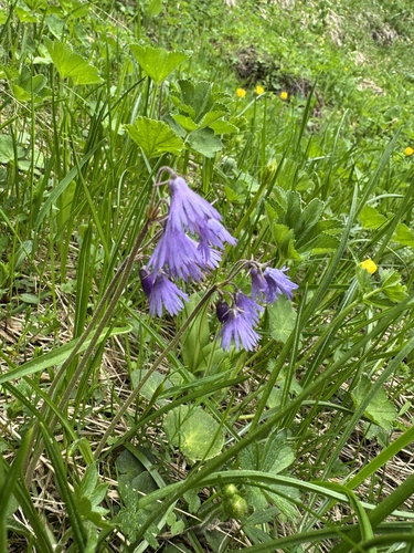 Soldanella hungarica, photograph 2