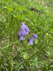 Jeff Clark, CC BY, iNaturalist via GBIF Soldanella hungarica, photograph Jeff Clark, CC BY, iNaturalist via GBIF