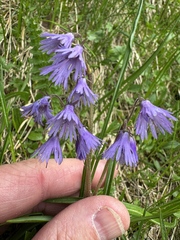 Jeff Clark, CC BY, iNaturalist via GBIF Soldanella hungarica, photograph Jeff Clark, CC BY, iNaturalist via GBIF