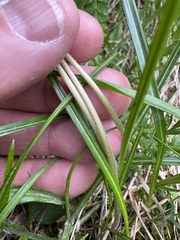 Jeff Clark, CC BY, iNaturalist via GBIF Soldanella hungarica, photograph Jeff Clark, CC BY, iNaturalist via GBIF