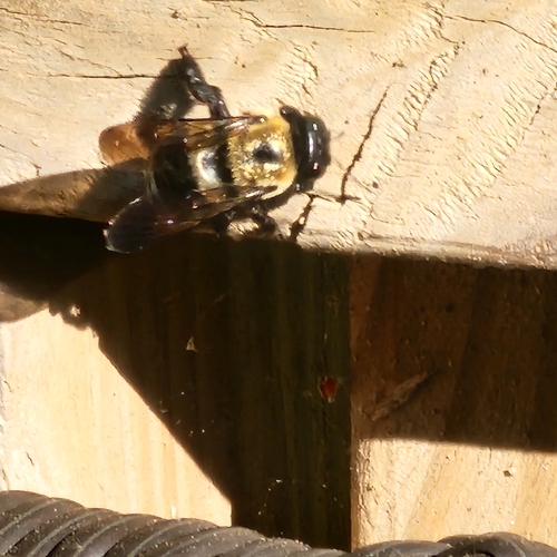 Eastern Carpenter Bee