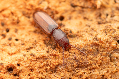 Cryptolestes