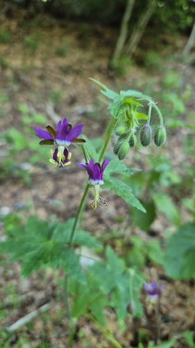 Geranium reflexum, photograph 1