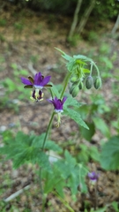 Geranium reflexum