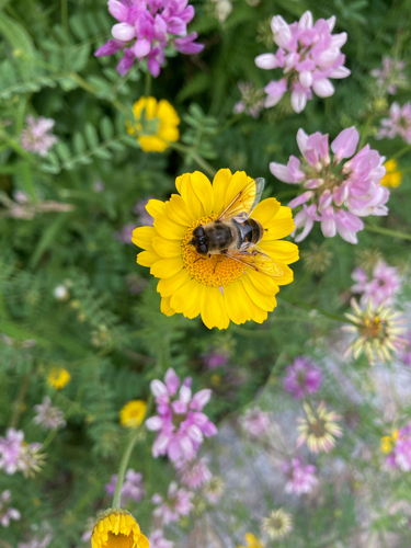 Common Drone Fly
