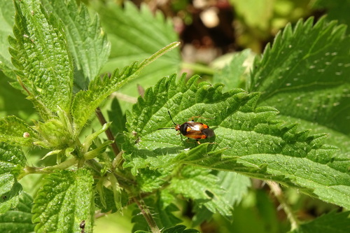 red-spotted plant bug