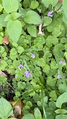 Suzukia shikikunensis, photograph (c) Kiwi Shen, some rights reserved (CC BY)