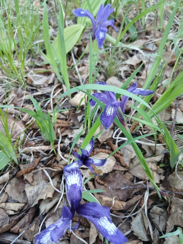 Iris uniflora, photograph 4