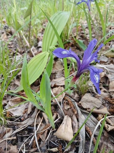 Iris uniflora, photograph 5