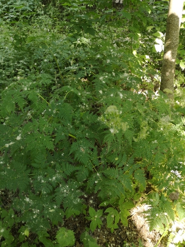 Наблюдение на iNaturalist