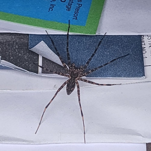 Dark Fishing Spider