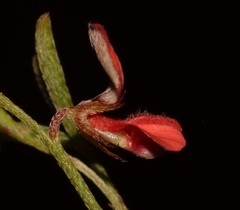 Indigofera leptocarpa