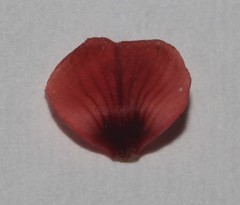 Indigofera leptocarpa