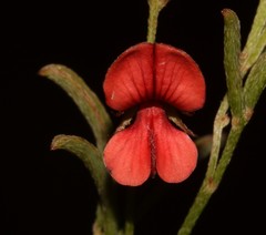 Indigofera leptocarpa