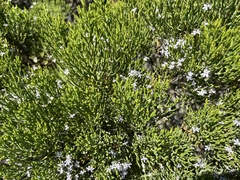 Veronica cupressoides, photograph (c) 謝麗霦, some rights reserved (CC BY)