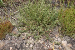 Indigofera leptocarpa