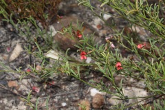 Indigofera leptocarpa