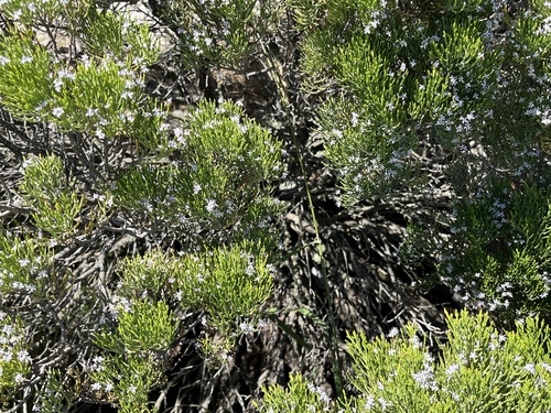 Veronica cupressoides, photograph 4