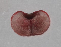 Indigofera leptocarpa