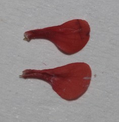 Indigofera leptocarpa