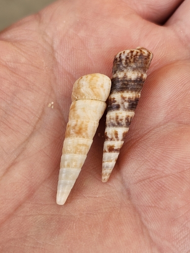 Turritella variegata, 2026-06-09