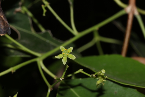 Elaeodendron glaucum, photograph 1
