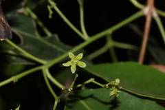 Aruna Gamuz, CC0, iNaturalist via GBIF Elaeodendron glaucum, photograph Aruna Gamuz, CC0, iNaturalist via GBIF
