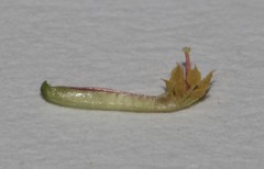 Indigofera leptocarpa