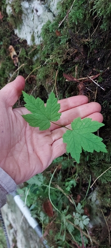 sycamore maple