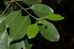Aruna Gamuz, CC0, iNaturalist via GBIF Elaeodendron glaucum, photograph Aruna Gamuz, CC0, iNaturalist via GBIF