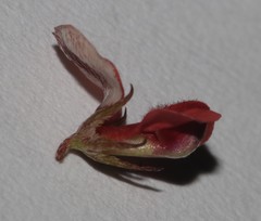 Indigofera leptocarpa