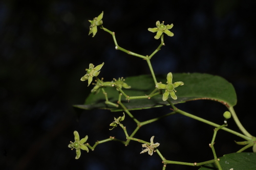Elaeodendron glaucum, photograph 3